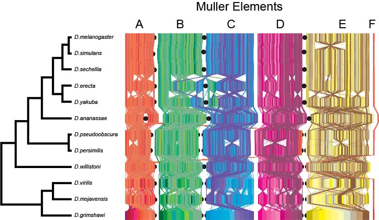 An image Muller Elements from each species.